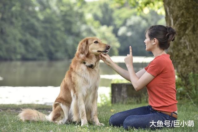 为什么训犬要用正加强？鼓励让狗狗更有动力，称赞会让它学得更好