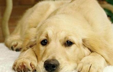 狗狗离不开主人，还是主人离不开狗狗，这难道就是分离焦虑症吗？