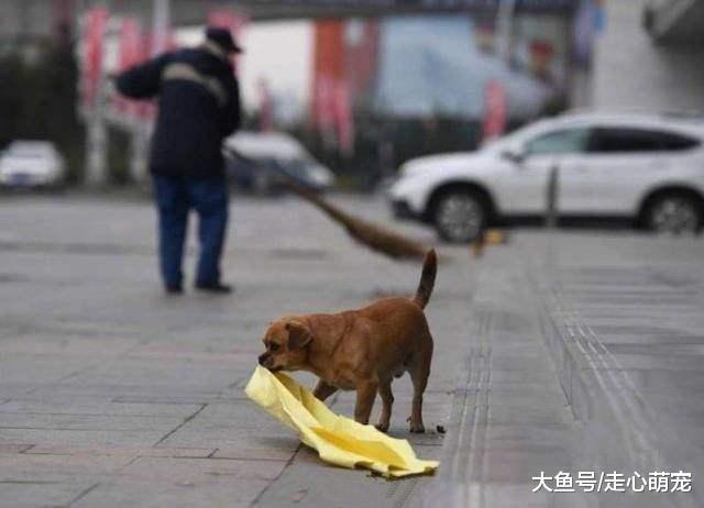 狗狗日常捡垃圾回家, 堆成小山, 铲屎官: 怎一个愁字了得?