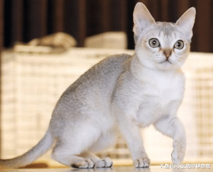 它们是最小宠物，很多主人都非常喜欢，看看你喂养了吗？