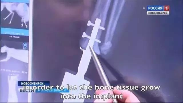 猫咪的爪子因冻伤被截肢，如今却有了四只仿生爪，网友大呼：暖心