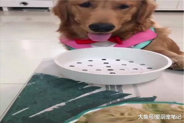 網友遞給金毛一個肉包子，狗狗一聽狗肉餡的立馬打翻，這狗有骨氣
