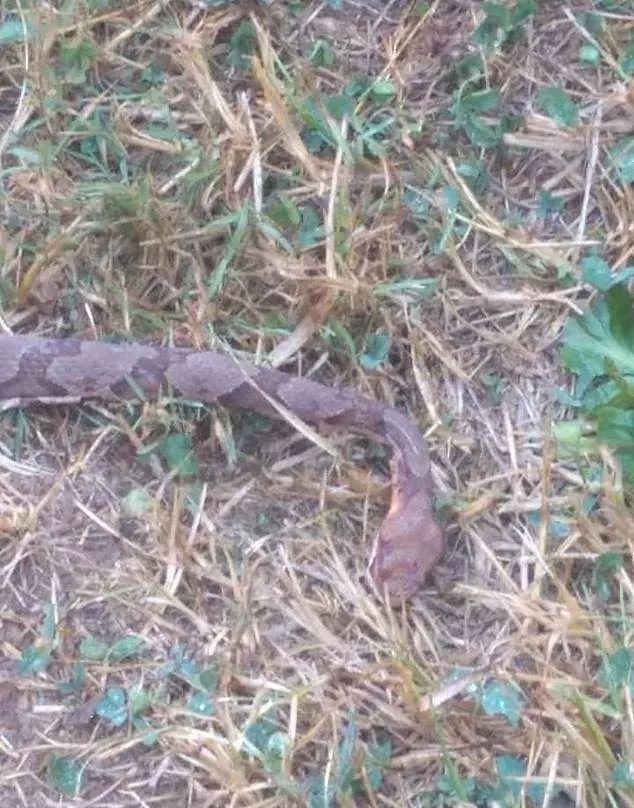 娇小猫咪杀死致命毒蛇，带到主人面前邀功，主人大为赞赏