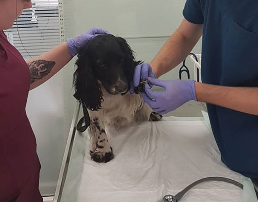 狗狗被丢进水里，身上还拴着一个20斤的铁块，狗：这是人干的事？