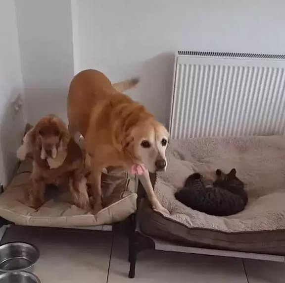 床被主子抢占，大眼汪无辜求救，妈妈帮其打气