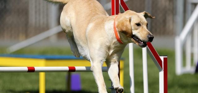 带狗狗一起自驾游，你们需要注意些什么？怎样可以健康又快乐