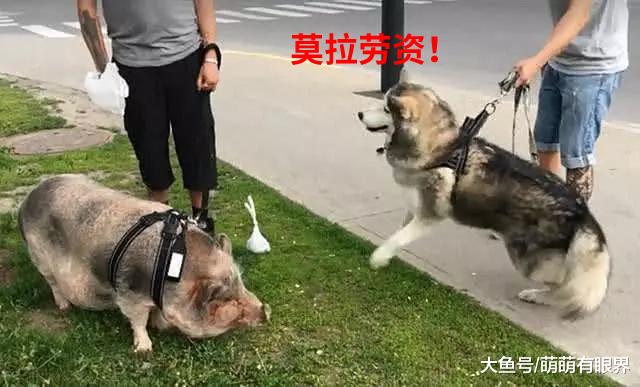 二哈遛弯偶遇一头猪，俩货相遇态度反差巨大，二哈最后的选择让人笑哭
