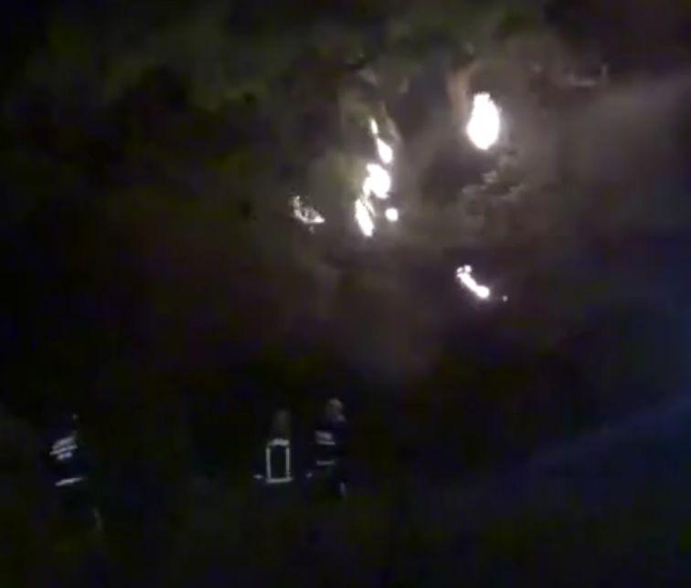 500年古树和狗先救谁? 消防员的选择是...