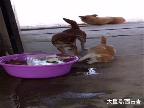流浪猫伸出爪子打算偷鱼，看家狗见后一拳把它拍翻在地！