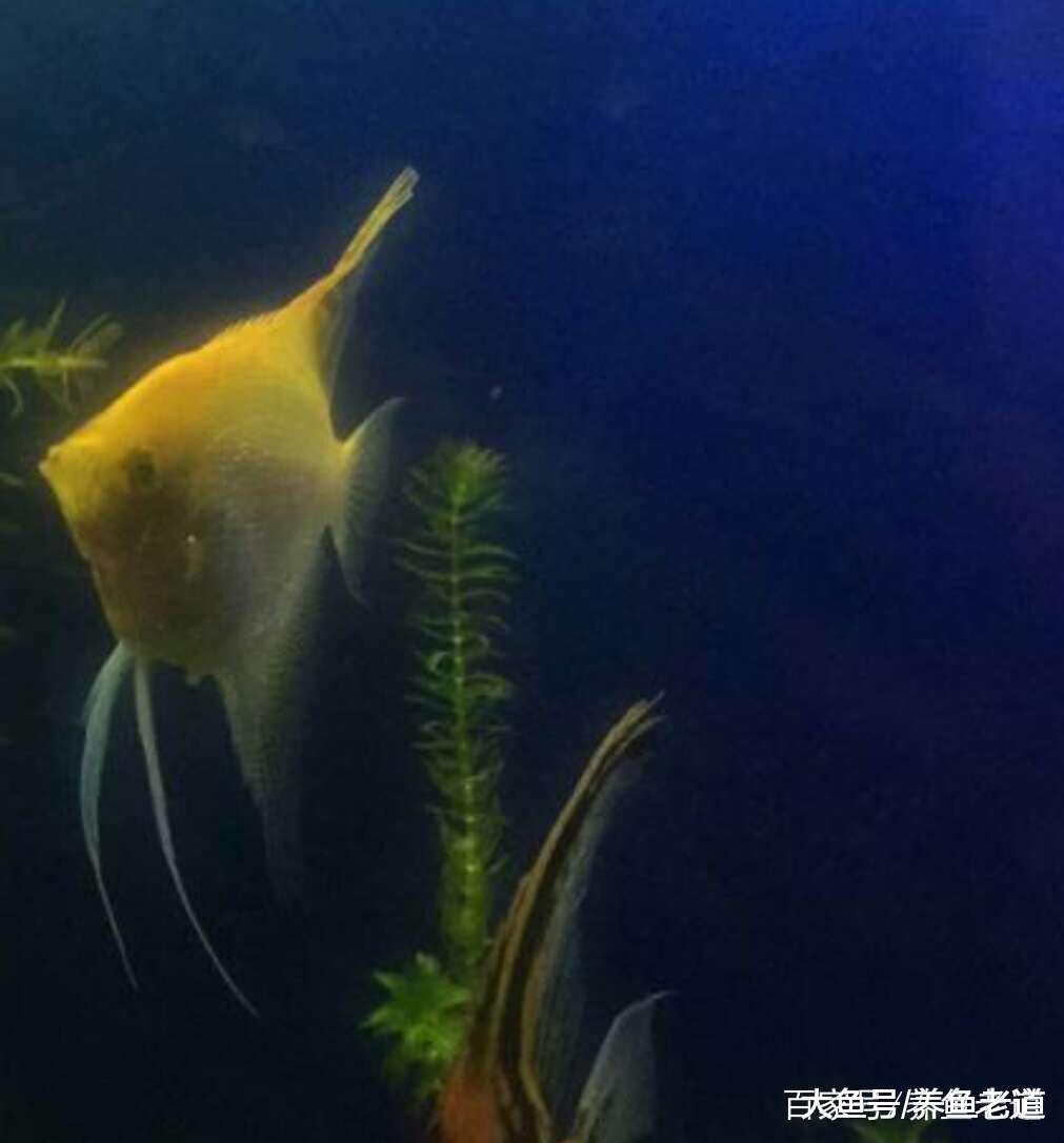 燕鱼繁殖成功, 教给大家准确地分辨燕鱼雌雄!