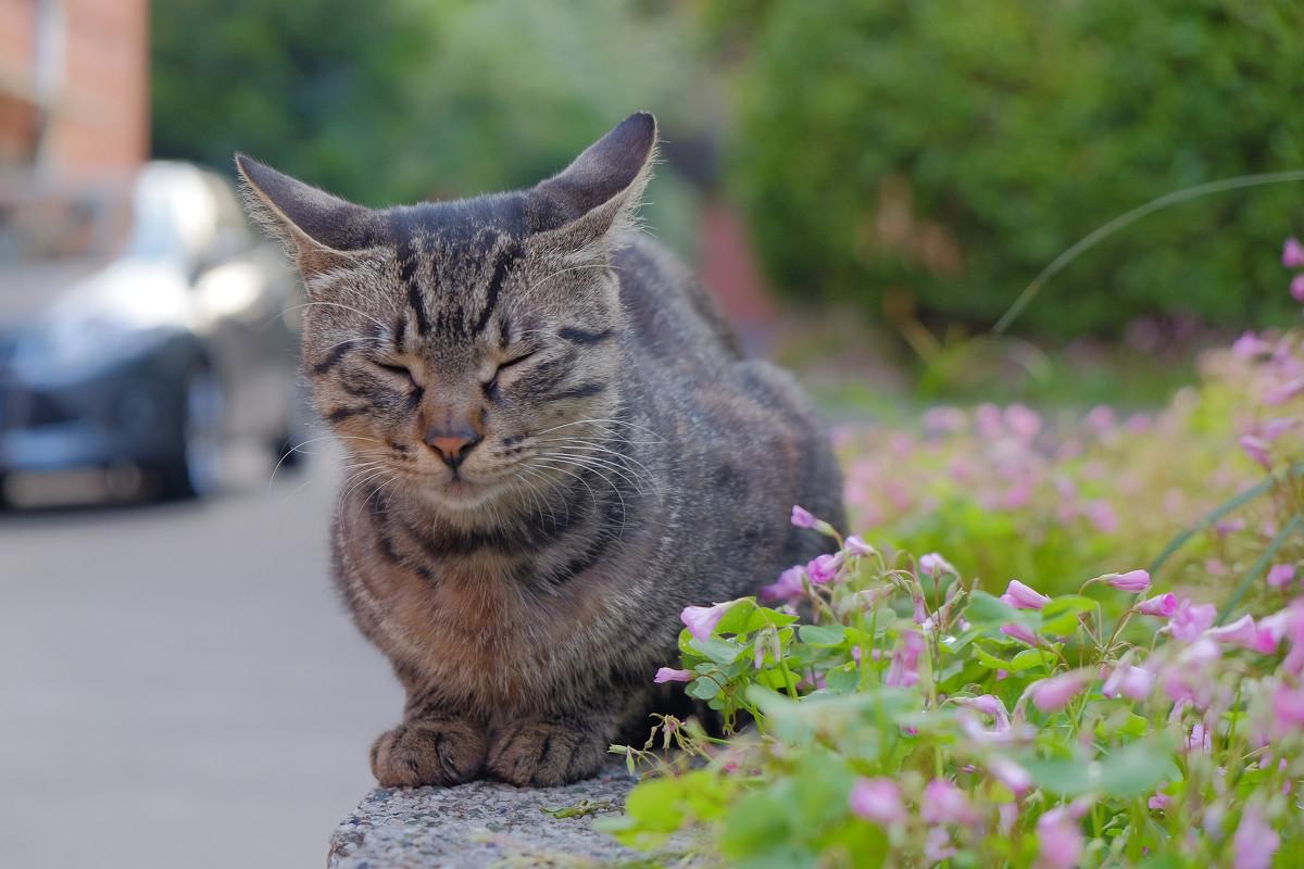 喂养流浪猫遭邻居上门大骂, 该如何礼貌的缓解矛盾呢? 正能量!