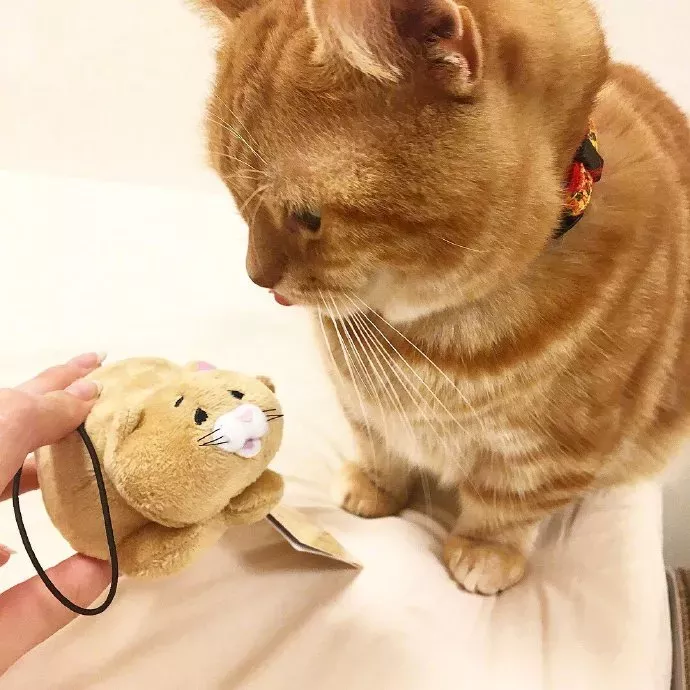 为什么狗可以被带到太空，猫不可以？