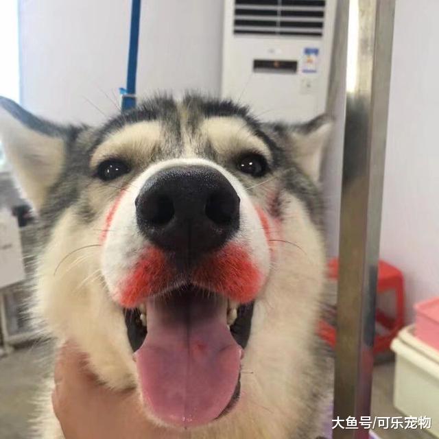 主人给狗子化妆，硬生生画出了“卡姿兰大眼睛”，画面太美不敢看