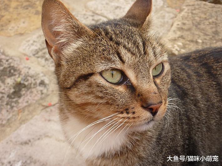 春节回家猫咪要怎么处理, 网友: 坐绿皮车托运回去