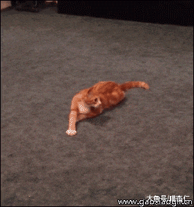 貓咪突然閑逛到教室，學生一下子就精神了，喵：看我干嘛？看黑板