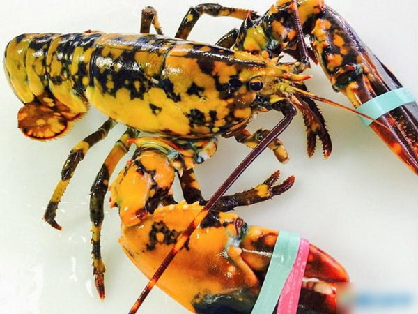 揭秘十大怪异生物，最后一张难道是传说中的独角兽！