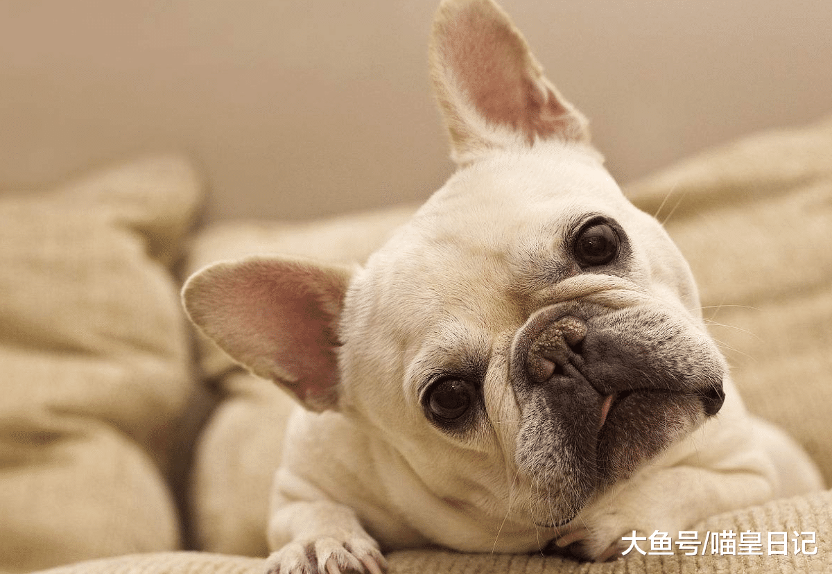 養貓小課堂：春節期間，你的年夜飯中有哪些食物不能給寵物吃！