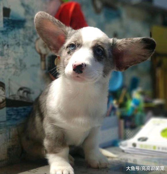 这只柯基的颜色真特别，不随大流，性格还非常温顺！