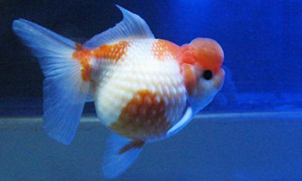 地球10大最好養的觀賞魚，紅劍魚榜首，孔雀魚第六，你養了哪種？