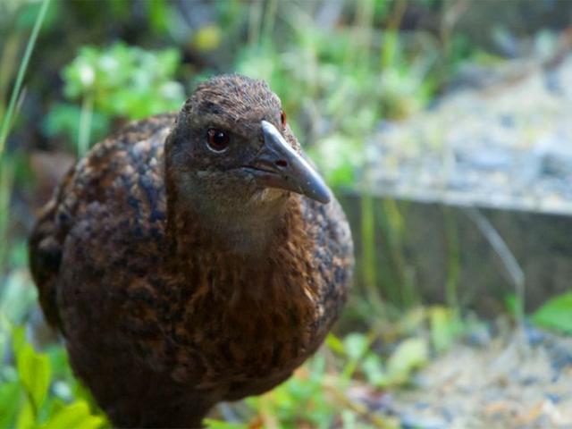 和人类在一起会使这只鸟变得迟钝