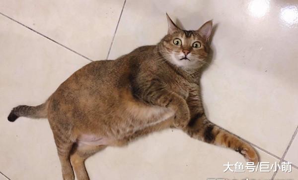 猫咪剪完指甲，埋在主人怀里抱怨，用零食引诱都无动于衷