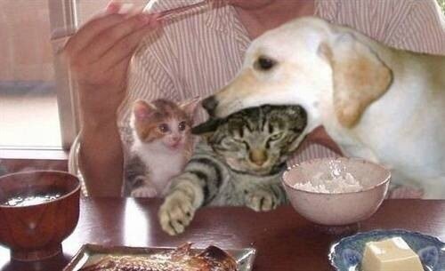 天下最容易满足的就是吃货了吧