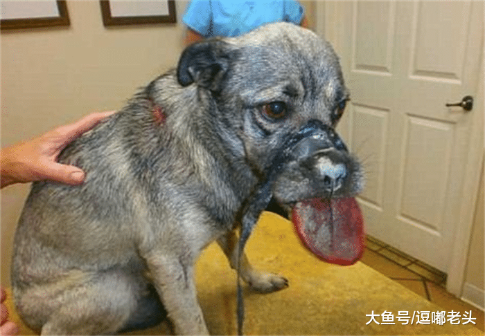 5年前狗狗因主人离异而分开，5年后又与主人续前缘