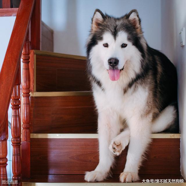 阿拉斯加犬吃什么狗粮好？