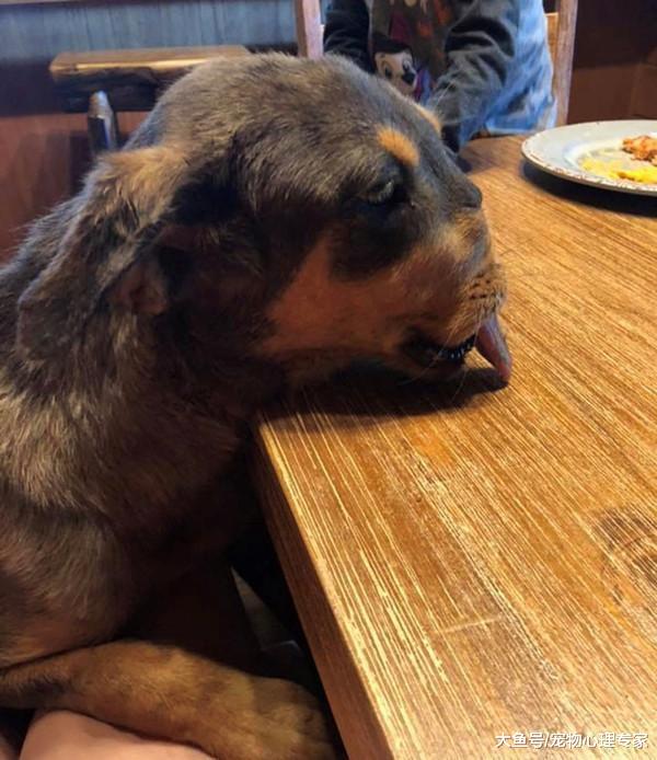 狗狗的嘴巴被炮仗炸伤，手段残忍令人发指，救援人员不忍细看