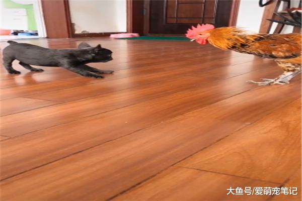 网友送给法斗一只大公鸡，结果狗狗还假装镇定，汪：好大的玩具啊