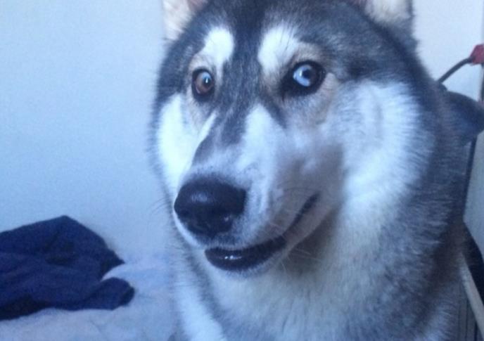 二哈在樹林里撒歡，回家時嘴里叼的東西亮了，笑哭主人