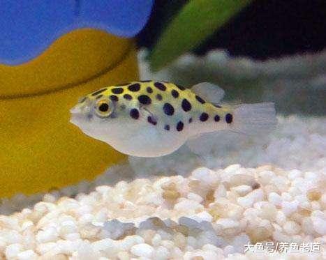 以下这些需要高温饲养的热带鱼，我都低温饲养过，也没有什么问题