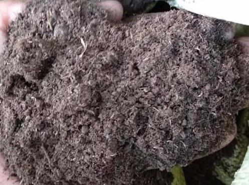 栽种茶花可别这么做，这可是害人不浅的做法，赶紧采取措施吧