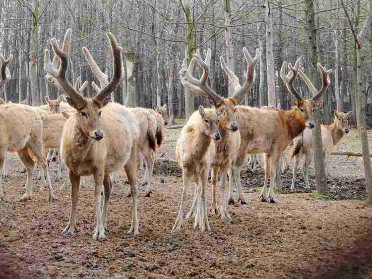 四不像是什么动物，是梅花鹿和马鹿的亲戚麋鹿