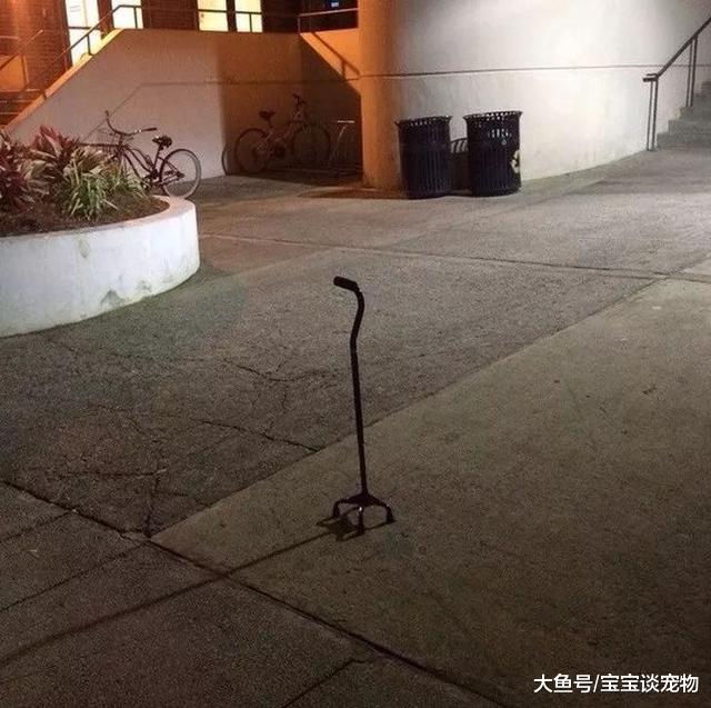 让人细思极恐的图片，到底当时发生了什么？