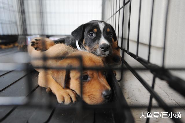 买狗陷阱多多，列好问题清单，拒绝买到“星期狗”