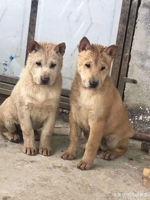 几个孩子在家一起和狗狗玩, 弄得这两只土狗到处躲藏!