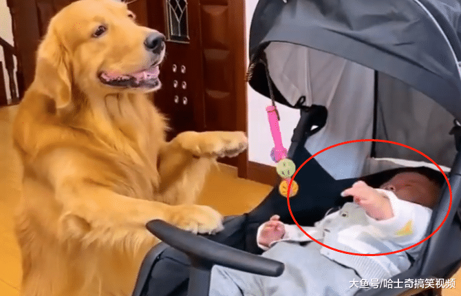 金毛今年才2岁，却当了一年的“保姆”，为了宝宝操碎了心