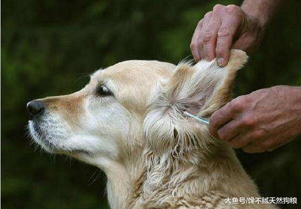 狗狗有淚痕、難看？主人做好這5點，淚痕自然遠離狗狗！