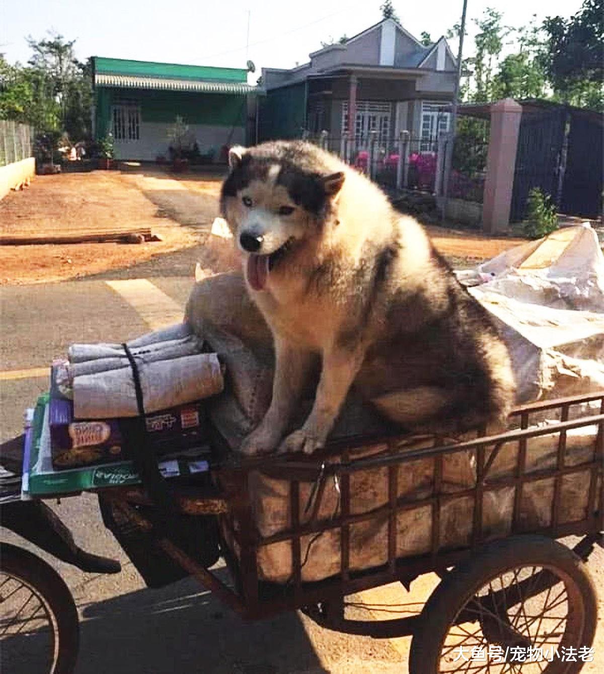 狗狗因为半碗白饭，对收破烂的老人不离不弃，一个举动，让人泪崩