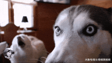 二哈“组团”来叫主人起床, 还有只在指挥, 看来这招很管用