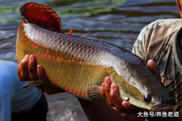 从一亿年前游来的观赏鱼，既可以饲养在鱼缸，又可以摆上餐桌品尝