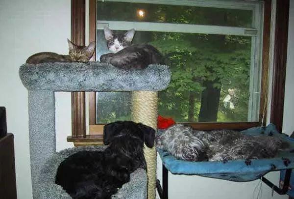 好好的狗不当，却要当猫！