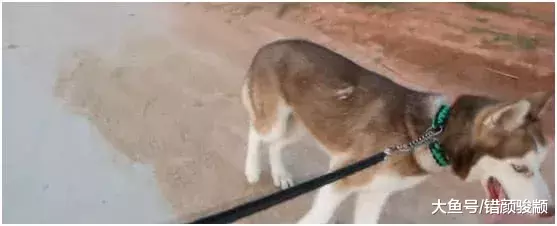 二哈贪玩不回家, 看主人如何出招, 再也不敢贪玩了