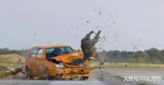 野猪冲上高速公路，意外被车撞飞，相关部门：不会追究司机责任