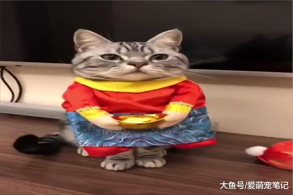 兩只美短穿上新年衣服后，有種招財貓的既視感，可愛到毫無抵抗力