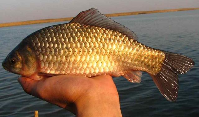 科学认证！鲫鱼“克星”终于研究问世，用几滴，鲫鱼钓起一大片