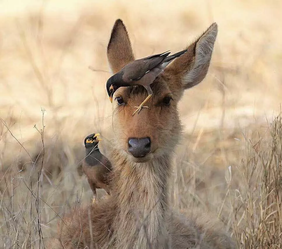 遇肯尼亚（三）难以描述的神奇