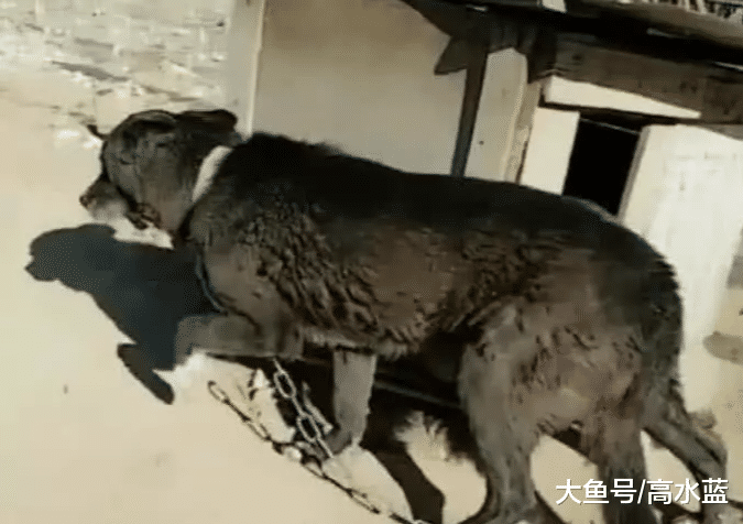 14岁土狗突然不肯进窝，爷爷看到后说出真相，主人忍不住泪目了