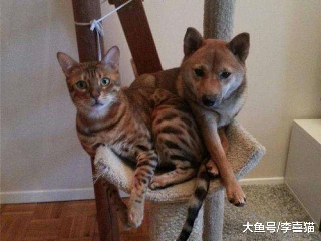 猫咪单独生活并不会感到孤独，但也不代表可以一直被关在家中